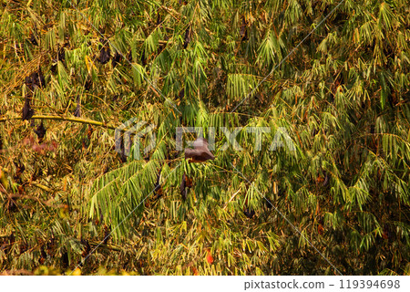 close-up hanging Mariana fruit bat Pteropus mariannus 119394698
