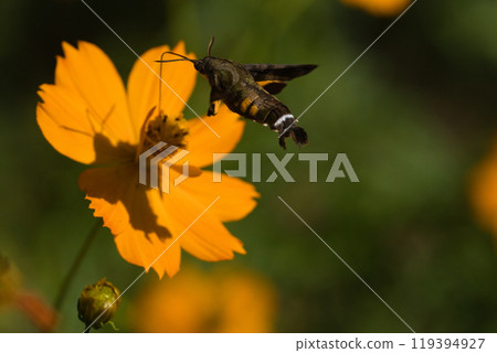 Hoshihojak從Kibana Cosmos吸蜂蜜 Hoshihojak從Kibana Cosmos吸蜂蜜 119394927