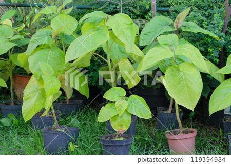 Seedlings Cyphomandra in a pots. Plants in garden. Seedling in green house. Greenery. 119394984