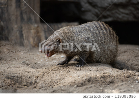 Banded Mongoose, group with baby, Mungos mungo Banded Mongoose, group with baby, Mungos mungo 119395086