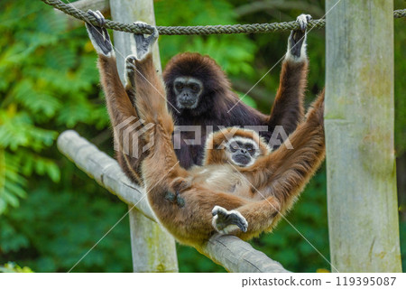 lar gibbon white-handed gibbon, an endangered primate in the gibbon family lar gibbon white-handed gibbon, an endangered primate in the gibbon family 119395087