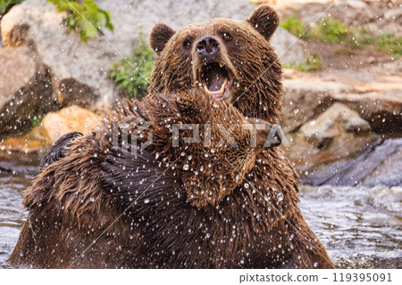 two Wild brown bear ,ursus arctos playing two Wild brown bear ,ursus arctos playing 119395091