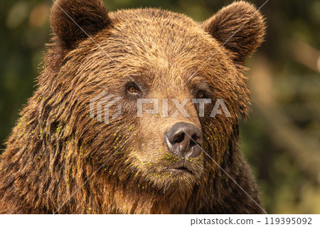 Wild brown bear ursus arctos Wild brown bear ursus arctos 119395092