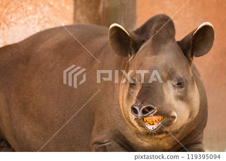 portrait of Tapirus terrestris 119395094
