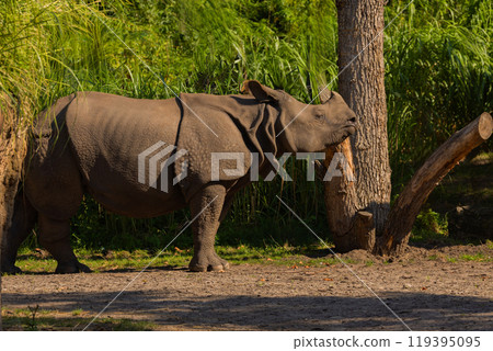 portrait of an adult rhinoceros on a sunny day in selective focus. 119395095