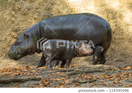 Pygmy hippopotamus Choeropsis liberiensis with mother 119395096