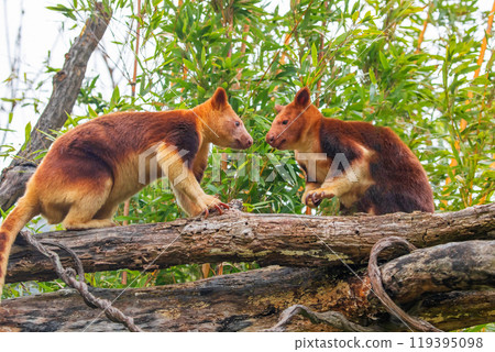 Goodfellow's Tree Kangaroo, portrait of very cute rare red animal. Goodfellow's Tree Kangaroo, portrait of very cute rare red animal. 119395098