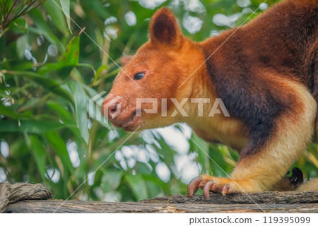 Goodfellow's Tree Kangaroo, portrait of very cute rare red animal. Goodfellow's Tree Kangaroo, portrait of very cute rare red animal. 119395099