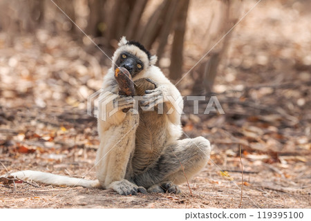 Sifaka lemur Propithecus verreauxi, Madagascar nature Sifaka lemur Propithecus verreauxi, Madagascar nature 119395100