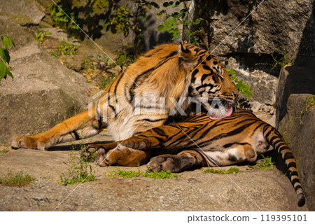 critically endangered Sumatran tiger critically endangered Sumatran tiger 119395101