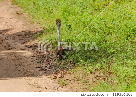 mongoose fights with an aggressive cobra in the wild 119395105