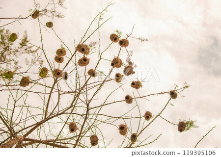 Weaver bird (weaver finches) building nest Weaver bird (weaver finches) building nest 119395106