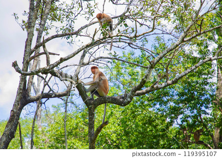 Proboscis Monkey Nasalis larvatus in mangrove rain forest 119395107