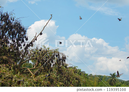 close-up hanging Mariana fruit bat (Pteropus mariannus) close-up hanging Mariana fruit bat (Pteropus mariannus) 119395108