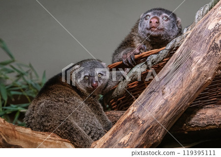 cute wild bear cuscus aulirops ursinus arboreal cute wild bear cuscus aulirops ursinus arboreal 119395111