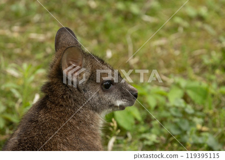 Bennett's wallaby Macropus or Notamacropus rufogriseus 119395115