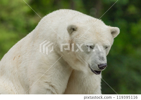 Polar Bear takes a rest 119395116