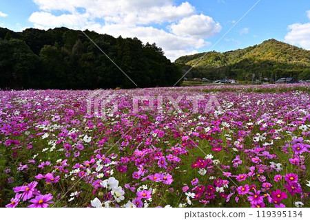 Cosmos field on a sunny autumn day 119395134