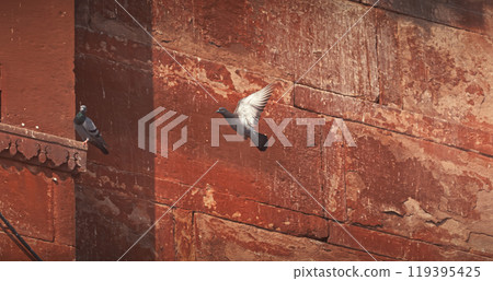 Varanasi, Uttar Pradesh, India. Doves take off from old red wall Chet Singh Fort. Pigeons flying above on Chet Singh Ghat. flight Varanasi, Uttar Pradesh, India. Doves take off from old red wall Chet Singh Fort. Pigeons flying above on Chet Singh Ghat. flight 119395425