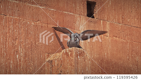 Varanasi, Uttar Pradesh, India. Doves Pigeons mating kissing on old red wall Chet Singh Fort. Chet Singh Ghat. flight Varanasi, Uttar Pradesh, India. Doves Pigeons mating kissing on old red wall Chet Singh Fort. Chet Singh Ghat. flight 119395426