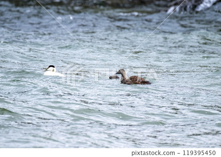 Common Eiders family training their ducklings on the Atlantic Ocean 119395450
