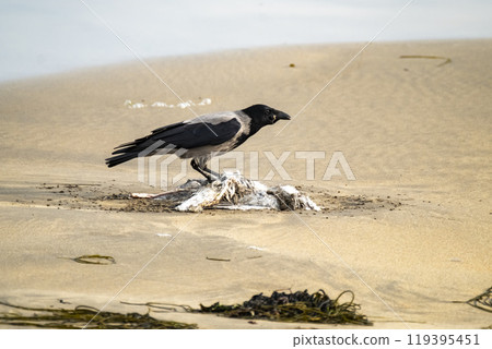 Crow eating a seagull on a sandy beach in Ireland Crow eating a seagull on a sandy beach in Ireland 119395451