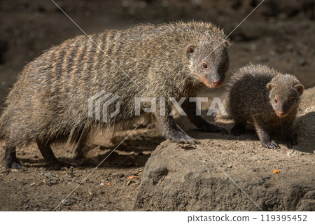 Banded Mongoose, group with baby, Mungos mungo 119395452
