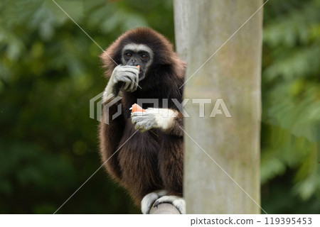 lar gibbon white-handed gibbon, an endangered primate in the gibbon family 119395453