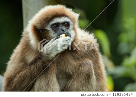 lar gibbon white-handed gibbon, an endangered primate in the gibbon family 119395454