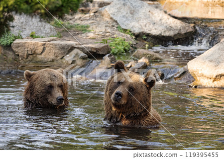 Wild brown bear ursus arctos 119395455