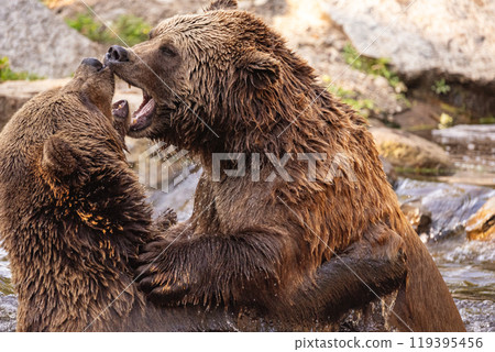 two Wild brown bear ,ursus arctos playing 119395456