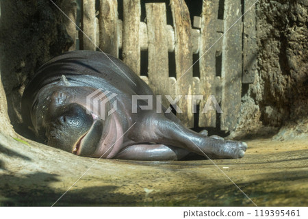 Pygmy hippopotamus Choeropsis liberiensis 119395461