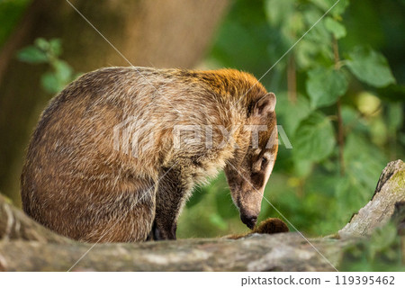 South American Coati, or Ring-tailed Coati Nasua nasua South American Coati, or Ring-tailed Coati Nasua nasua 119395462