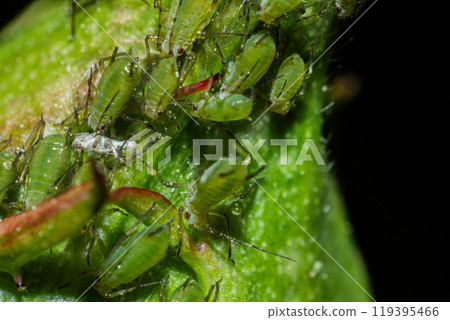 closeup of colony of aphids sucking on rosebud 119395466