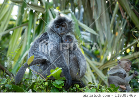 Closeup portrait of Tufted gray langur Semnopithecus priam 119395469