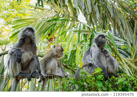 Closeup portrait of Tufted gray langur Semnopithecus priam Closeup portrait of Tufted gray langur Semnopithecus priam 119395470