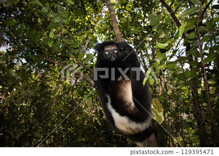 Lemur Indri indri, babakoto largest lemur from Madagascar Lemur Indri indri, babakoto largest lemur from Madagascar 119395471