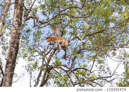 Proboscis Monkey Nasalis larvatus in mangrove rain forest 119395474