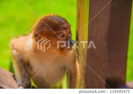 Proboscis Monkey Nasalis larvatus in mangrove rain forest 119395475