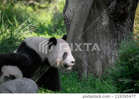 cheerful playing pandas on green lawn 119395477