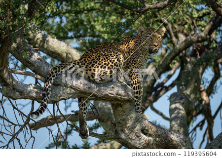 Female leopard sits on branch dangling leg Female leopard sits on branch dangling leg 119395604