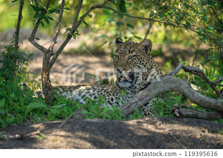 Female leopard lying in shade of bushes 119395616