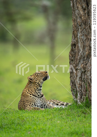 Female leopard lies looking up at tree Female leopard lies looking up at tree 119395623