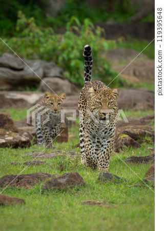 Female leopard leads cub across rocky savannah 119395648