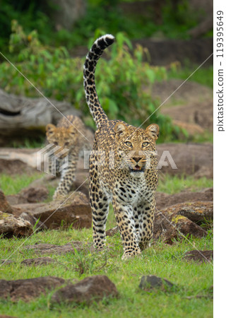 Female leopard leads cub across rocky grass 119395649