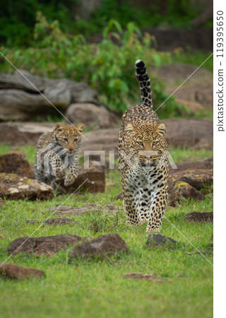 Female leopard leads cub across rocky grassland 119395650