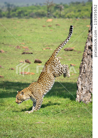 Female leopard jumps off tree in grassland Female leopard jumps off tree in grassland 119395652