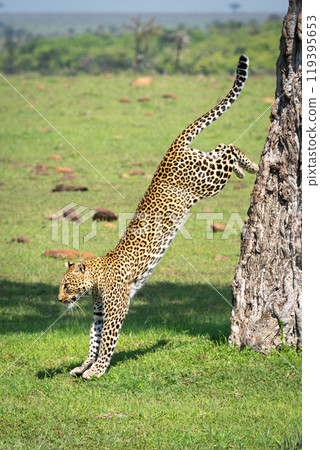Female leopard jumps from tree in savannah Female leopard jumps from tree in savannah 119395653