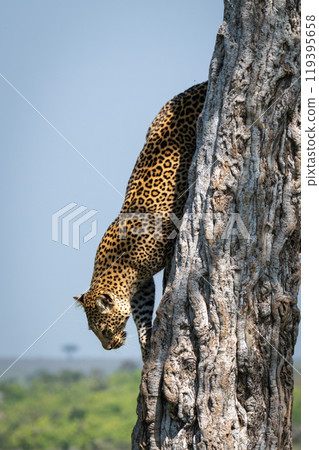 Female leopard climbs down tree in savannah 119395658