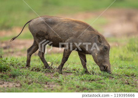 Female common warthog crosses grass lowering head 119395666